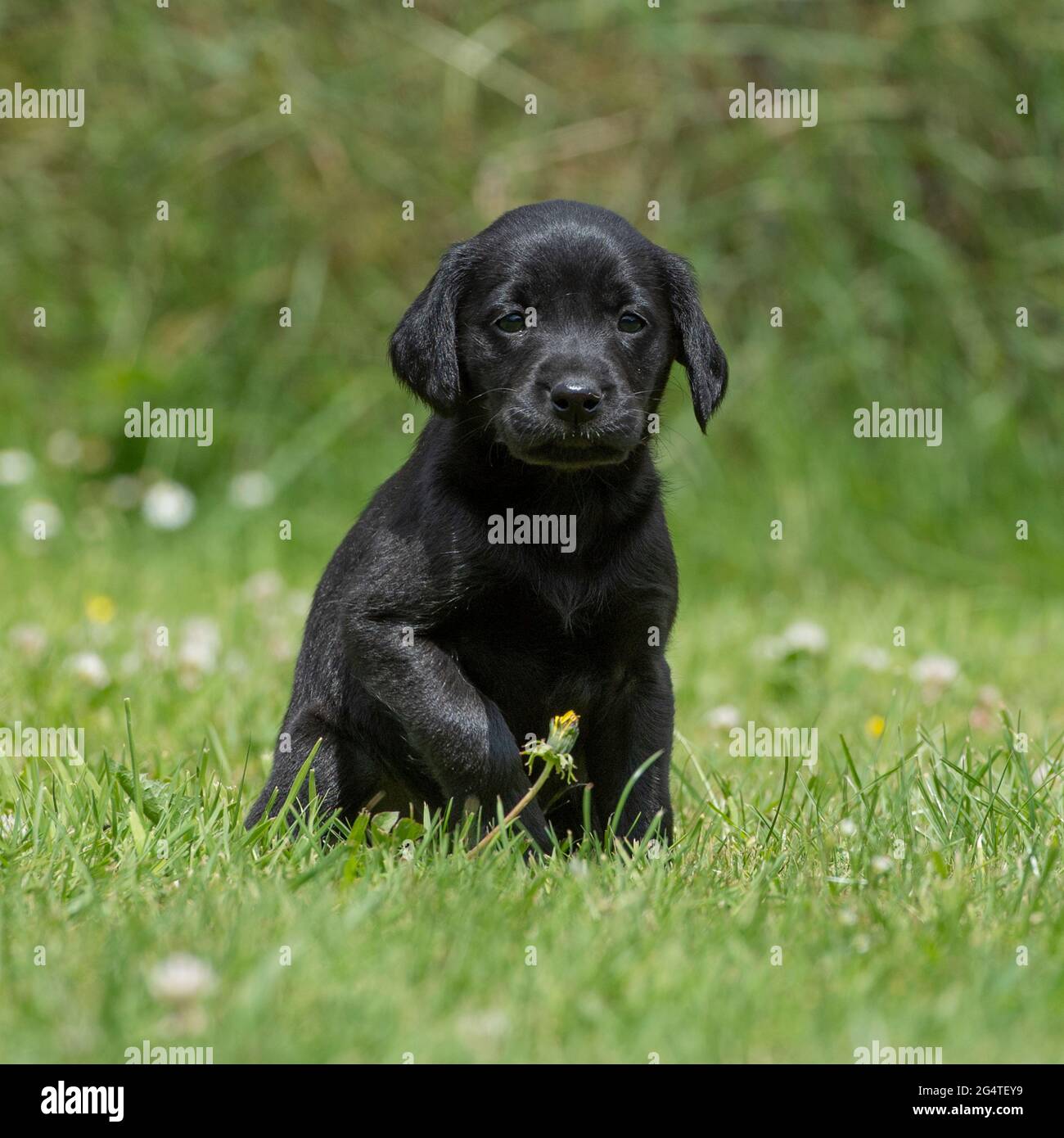Black Labrador Retriever cucciolo Foto Stock