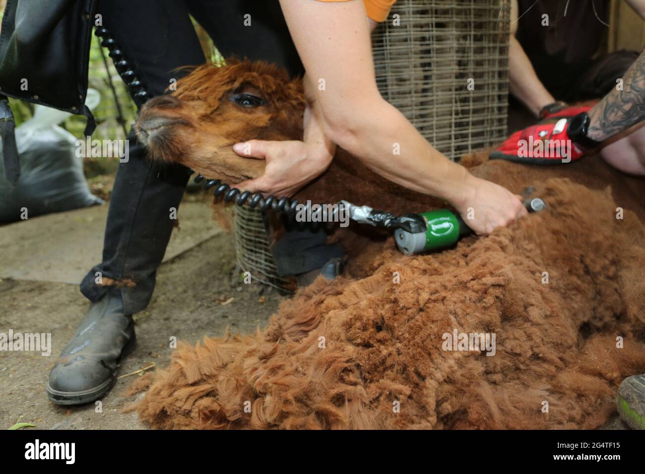 23 giugno 2021, Sassonia-Anhalt, Halberstadt: Stefanie Kauschus mette le forbici. Le otto alpaca dello zoo di Halberstadt hanno subito un taglio di capelli. Il tosatore Stefanie Kauschus aveva bisogno di una media di 20 minuti per animale. Le alpaca devono essere tagliate 1 volta all'anno. Foto: Mathias Bein/dpa-Zentralbild/dpa Foto Stock