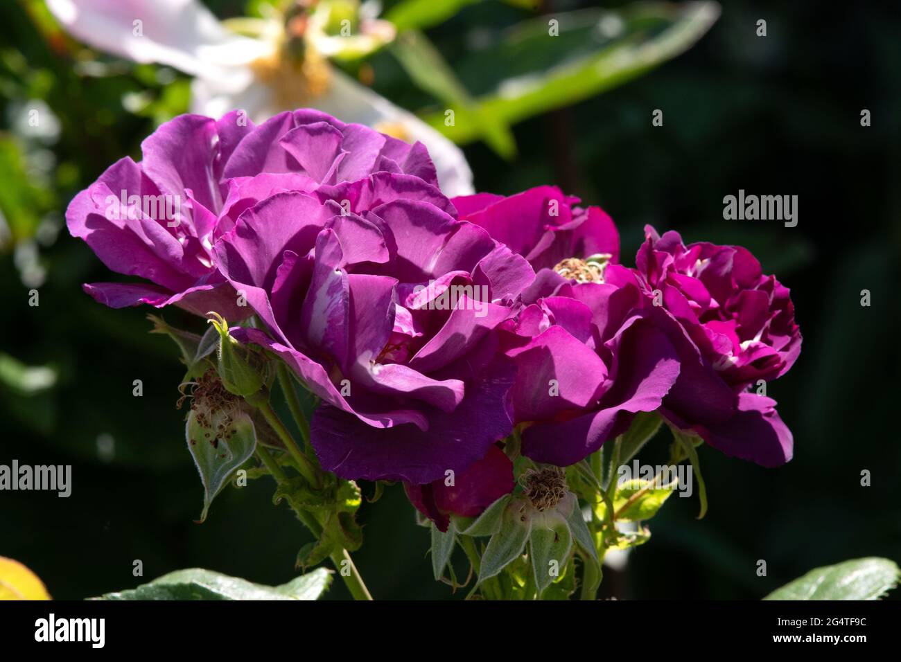 Rose Rapsodia in Blu Foto Stock