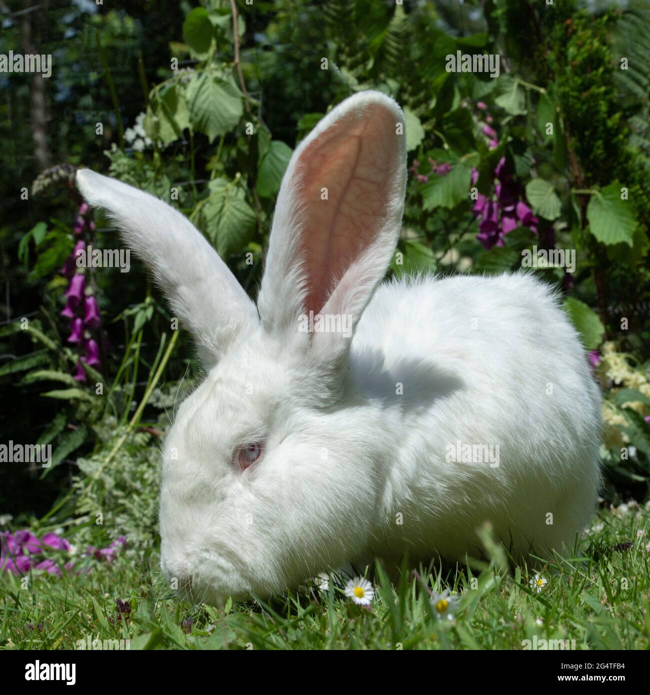 coniglio olandese gigante Foto Stock