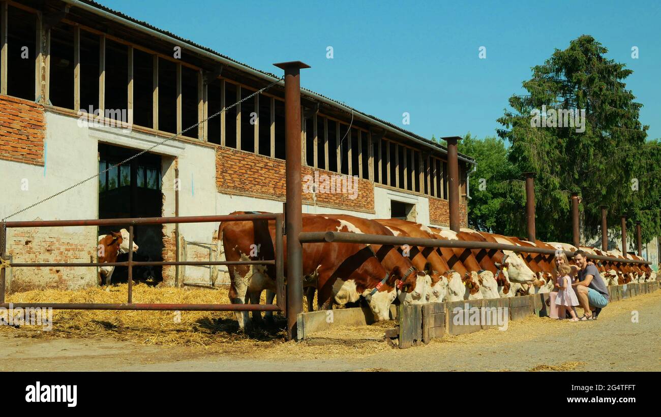 Mucche in agricoltura biologica agricoltura biologica, bambini, animali da compagnia, turisti ammirare vacche da latte felice di sviluppo sostenibile. Adatto per entrambi i tipi di latte Foto Stock