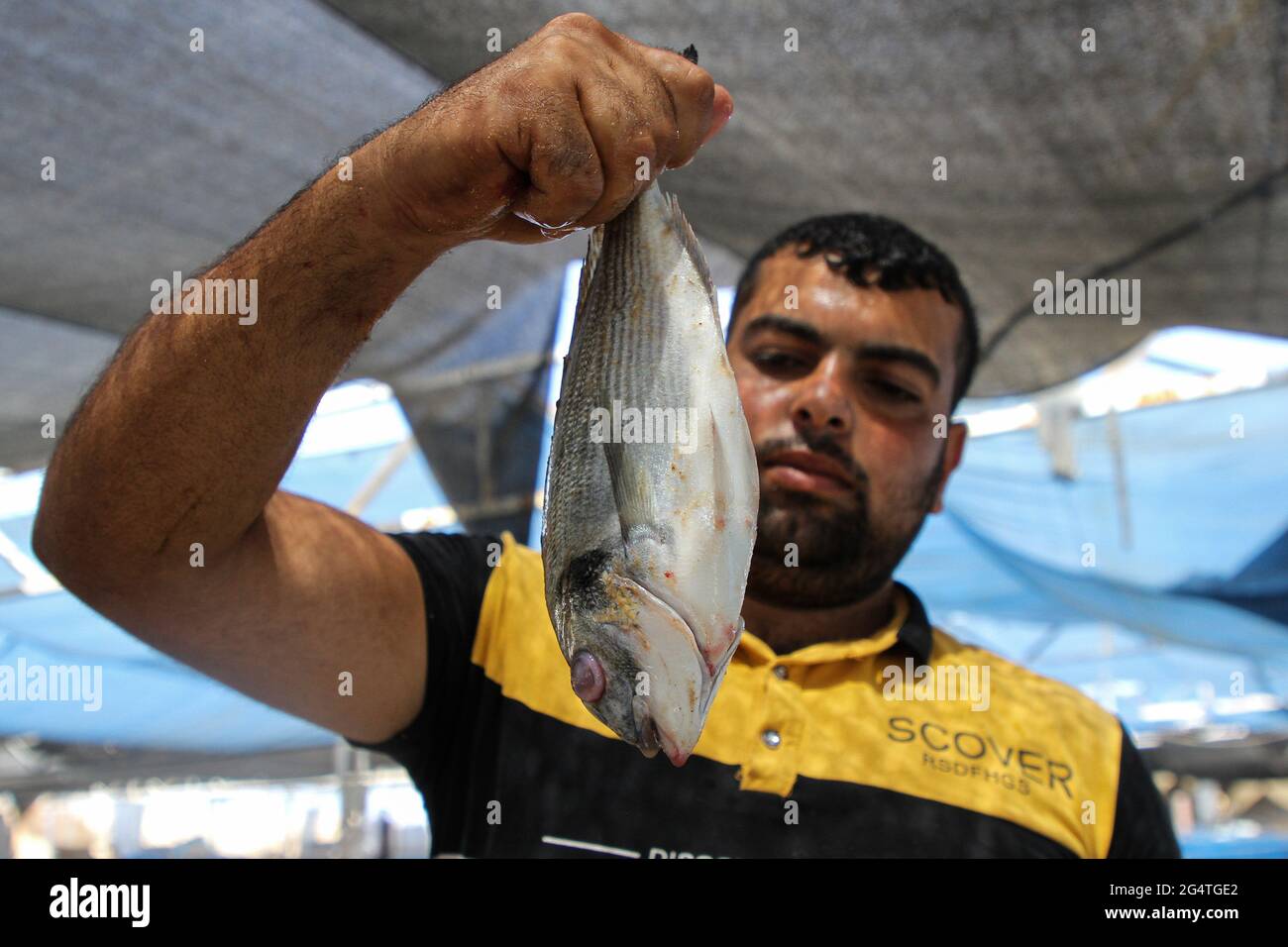 Gaza. 14 Giugno 2021. Un lavoratore palestinese espone un pesce in un allevamento ittico nella città di Gaza, il 14 giugno 2021. PER ANDARE CON caratteristica: La chiusura israeliana di soltanto traversata commerciale infligge le perdite enormi alle fattorie del pesce di Gazan accreditamento: Notizie in tensione di Rizek Abdeljawad/Xinhua/Alamy Foto Stock