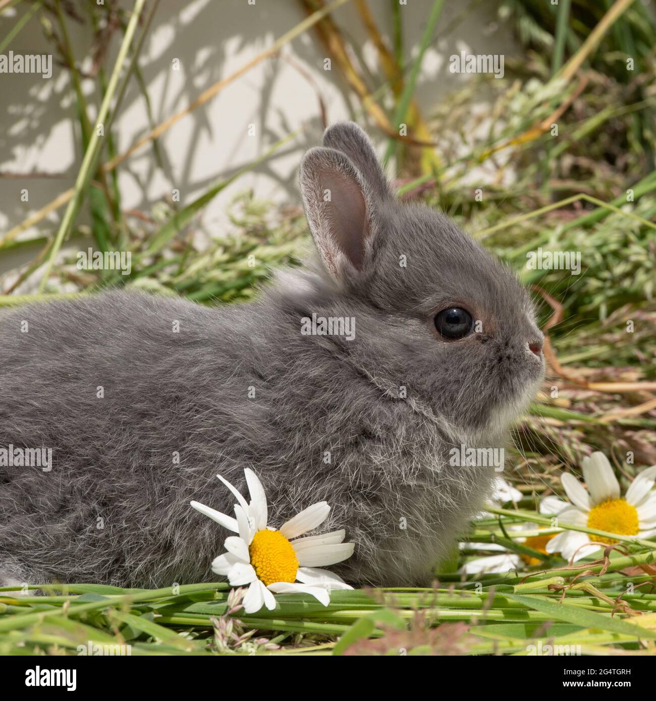Coniglio nana olandese bambino Foto Stock