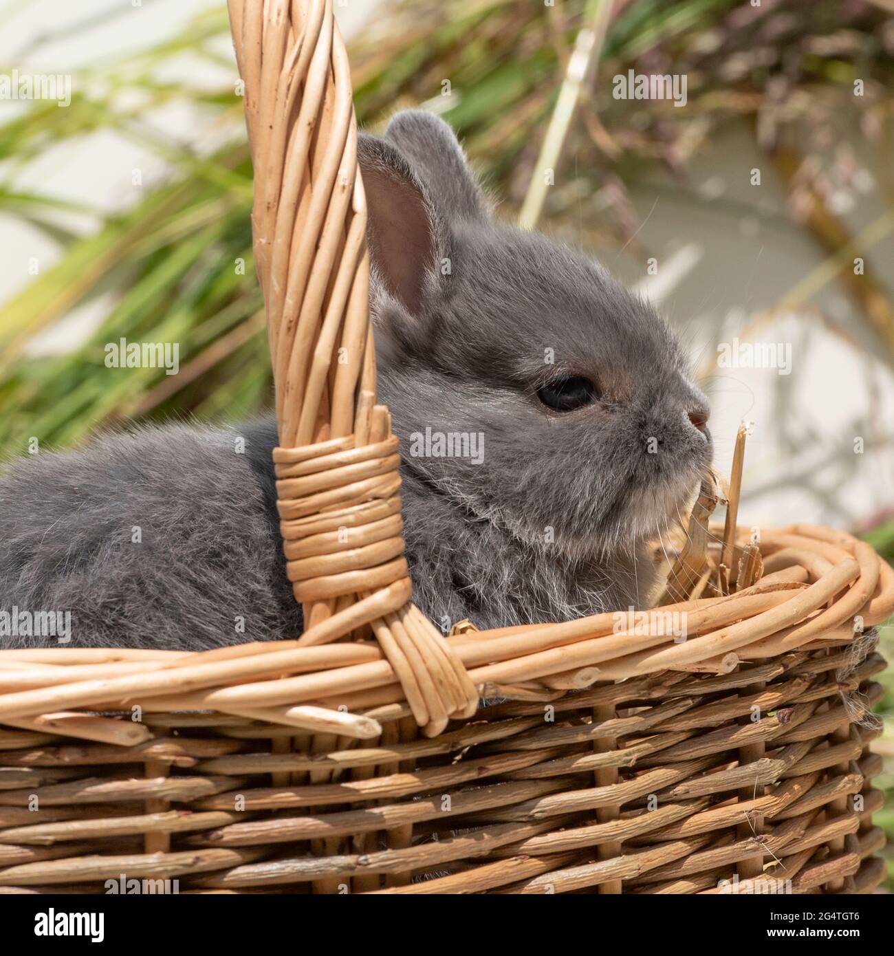 Baby coniglio nana olandese in un cestino Foto Stock