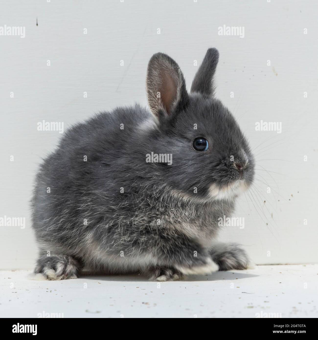 Coniglio nana olandese bambino Foto Stock