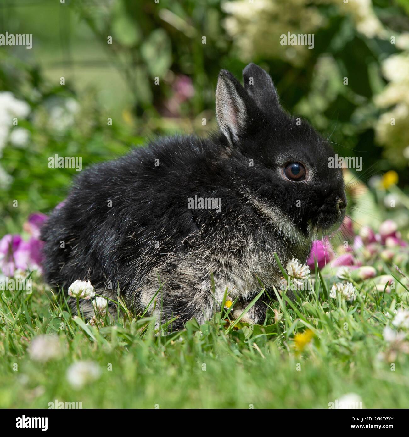 Coniglio nana olandese bambino Foto Stock
