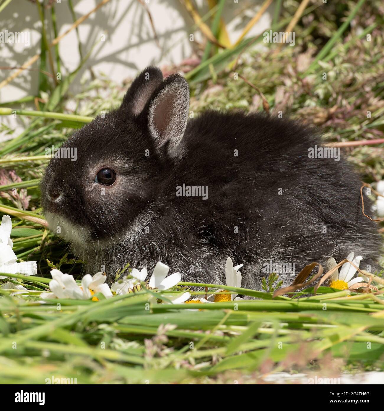 Coniglio nana olandese bambino Foto Stock