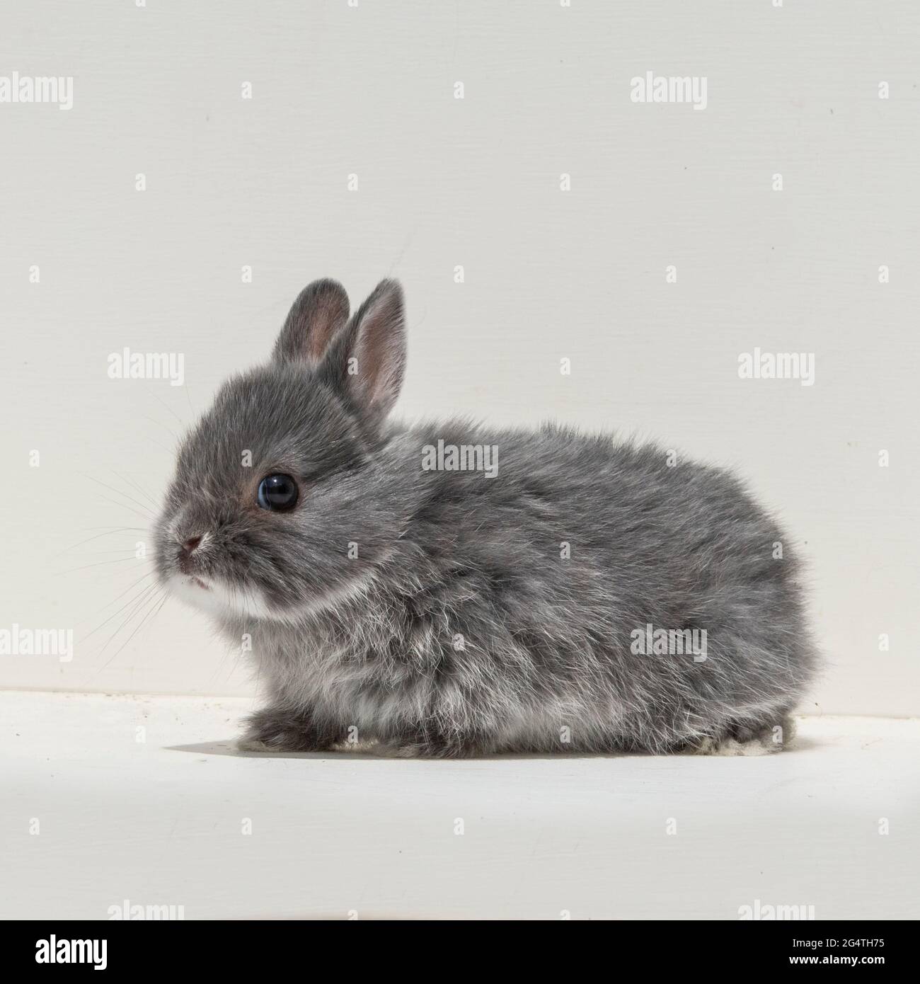 Netherland Dwarf Rabbit Foto Stock