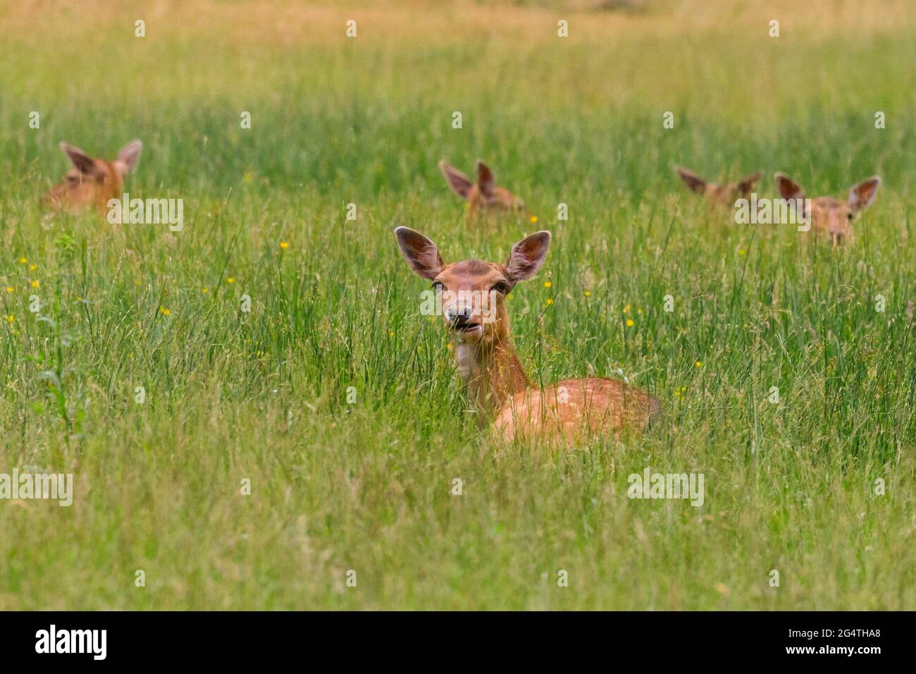 Dülmen, NRW, Germania. 23 Giugno 2021. Il daino (dama dama) snooze nella lunga erba, ben nascosto dagli escursionisti della Riserva Naturale di Dülmen. Temperature più fresche e pioggia recente rendono più facile per la fauna selvatica trovare cibo e coltivare la loro prole. Credit: Imageplotter/Alamy Live News Foto Stock