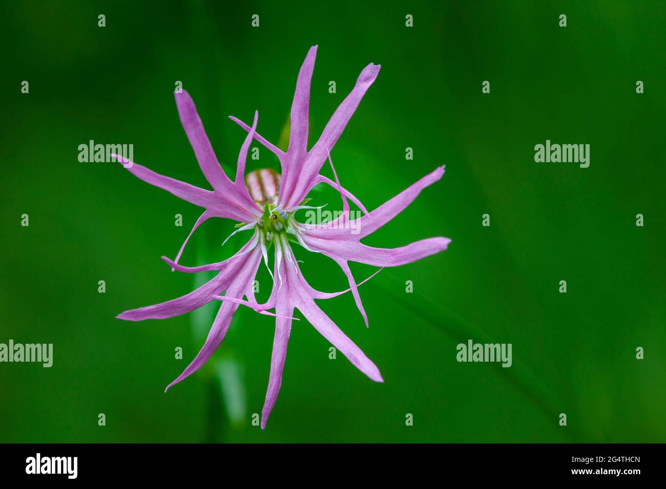 Una testa di fiore singola di ragged robin contro un fuoco morbido sfondo verde Foto Stock