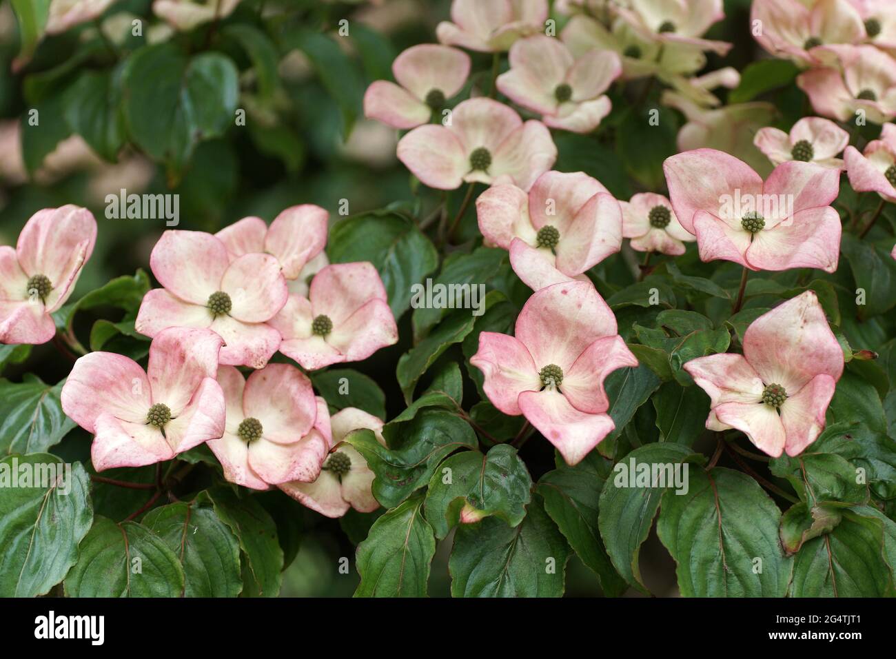 Le bratte rosa di Cornus kousa 'Miss Satomi' Foto Stock
