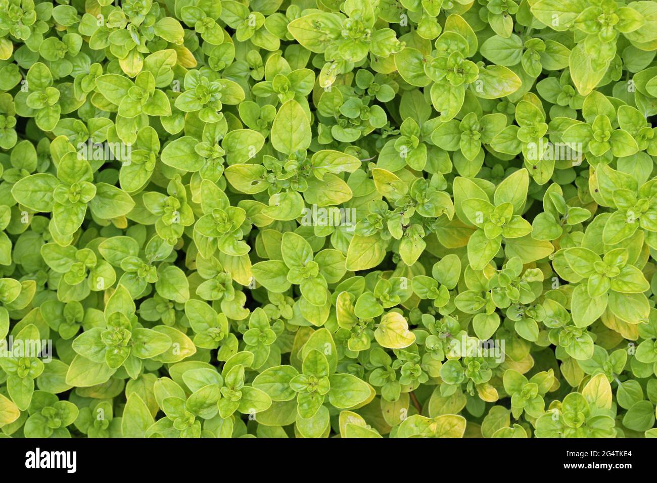 Oregano di erbe ingiallenti, Origanum vulgare varietà Thumbles, foglie di piante solo senza fiori o backkground. Foto Stock