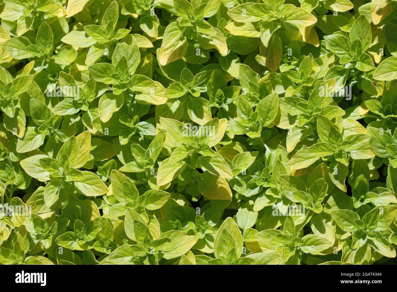 Oregano di erbe ingiallenti, Origanum vulgare varietà Thumbles, foglie di piante solo senza fiori o backkground. Foto Stock