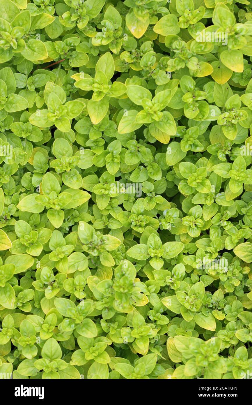 Oregano di erbe ingiallenti, Origanum vulgare varietà Thumbles, foglie di piante solo senza fiori o backkground. Foto Stock