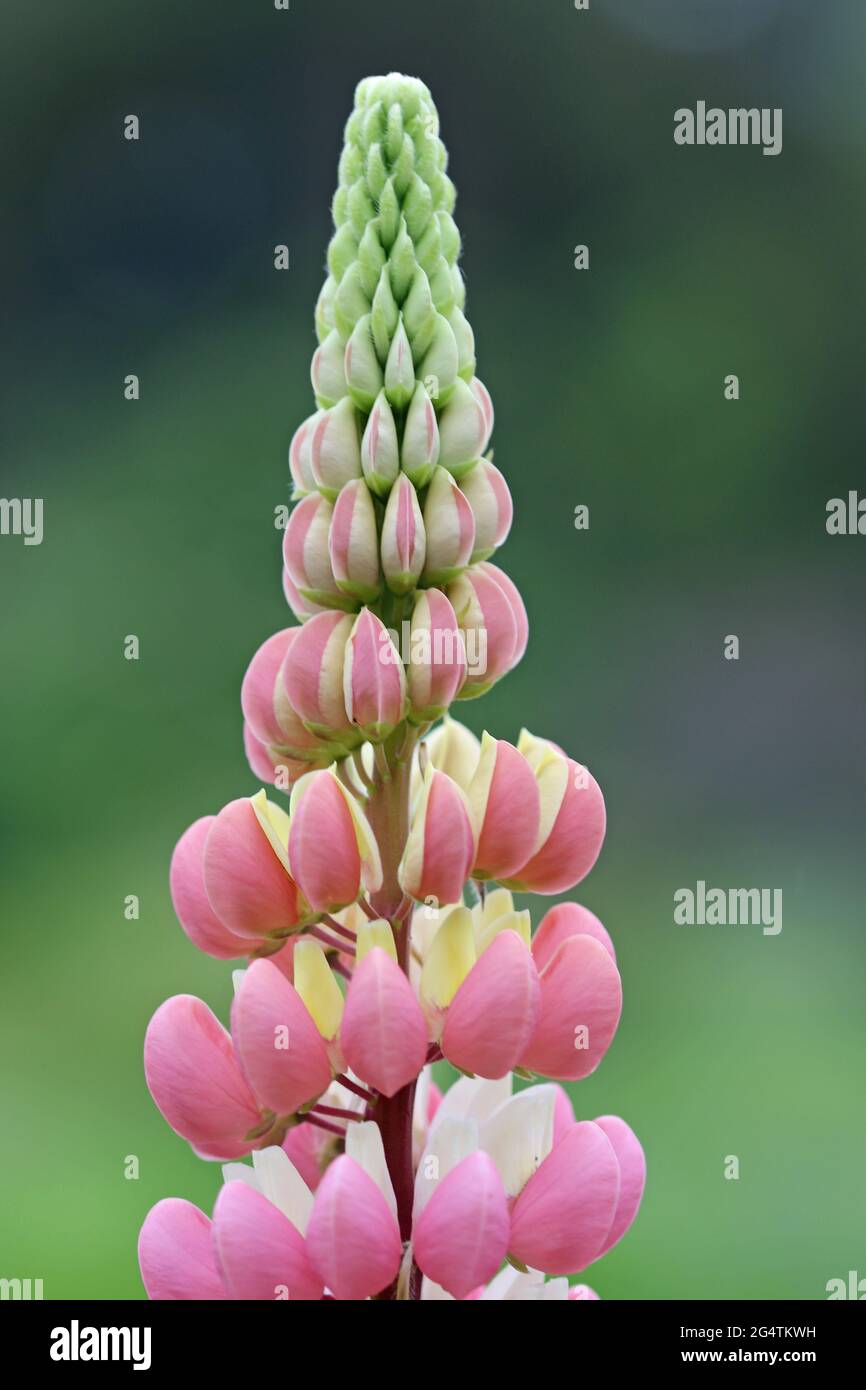 Lupino bicolorato bianco e rosa singolo, Lupin, punta di fiori con solo i fiori più bassi aperti e a fuoco con uno sfondo sfocato di erba e shr Foto Stock