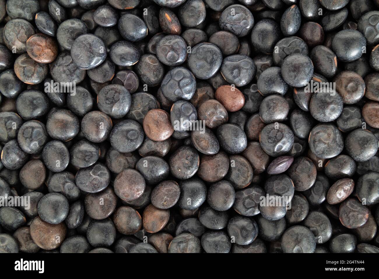 Lenticchie di Beluga, primo piano. Vista dall'alto di molte lenticchie nere organiche. Legume dal sapore terroso, consistenza solida e alto contenuto proteico. Utilizzato come piatto laterale, Foto Stock