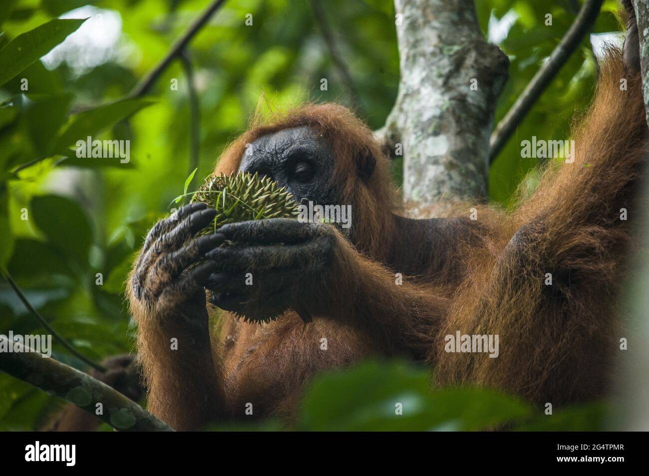 Un orangutan di Sumatran (Pongo abelii) e un bambino hanno visto mangiare la frutta dura in un'area di piantagione residente che confina con il Parco Nazionale di Gunung Leuser a Bahorok, distretto di Langkat, provincia di Sumatra del Nord, Indonesia il 23 giugno 2021. Foto Stock