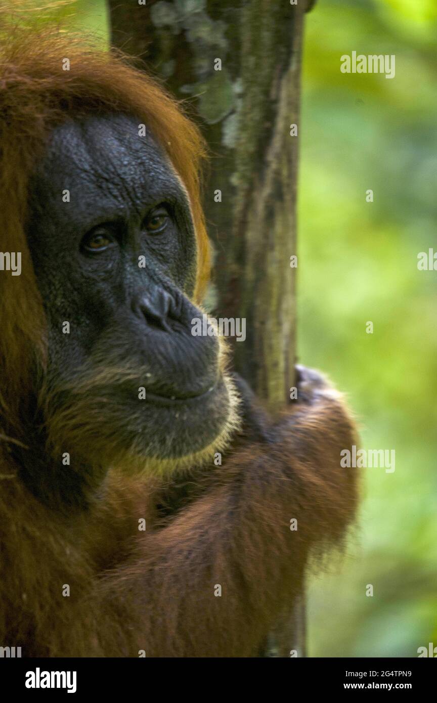 Un orangutan di Sumatran (Pongo abelii) è visto con il bambino nell'area della piantagione dei residenti che confina con il Parco Nazionale di Gunung Leuser a Bahorok, distretto di Langkat, provincia di Sumatra del Nord, Indonesia il 23 giugno 2021. Foto Stock