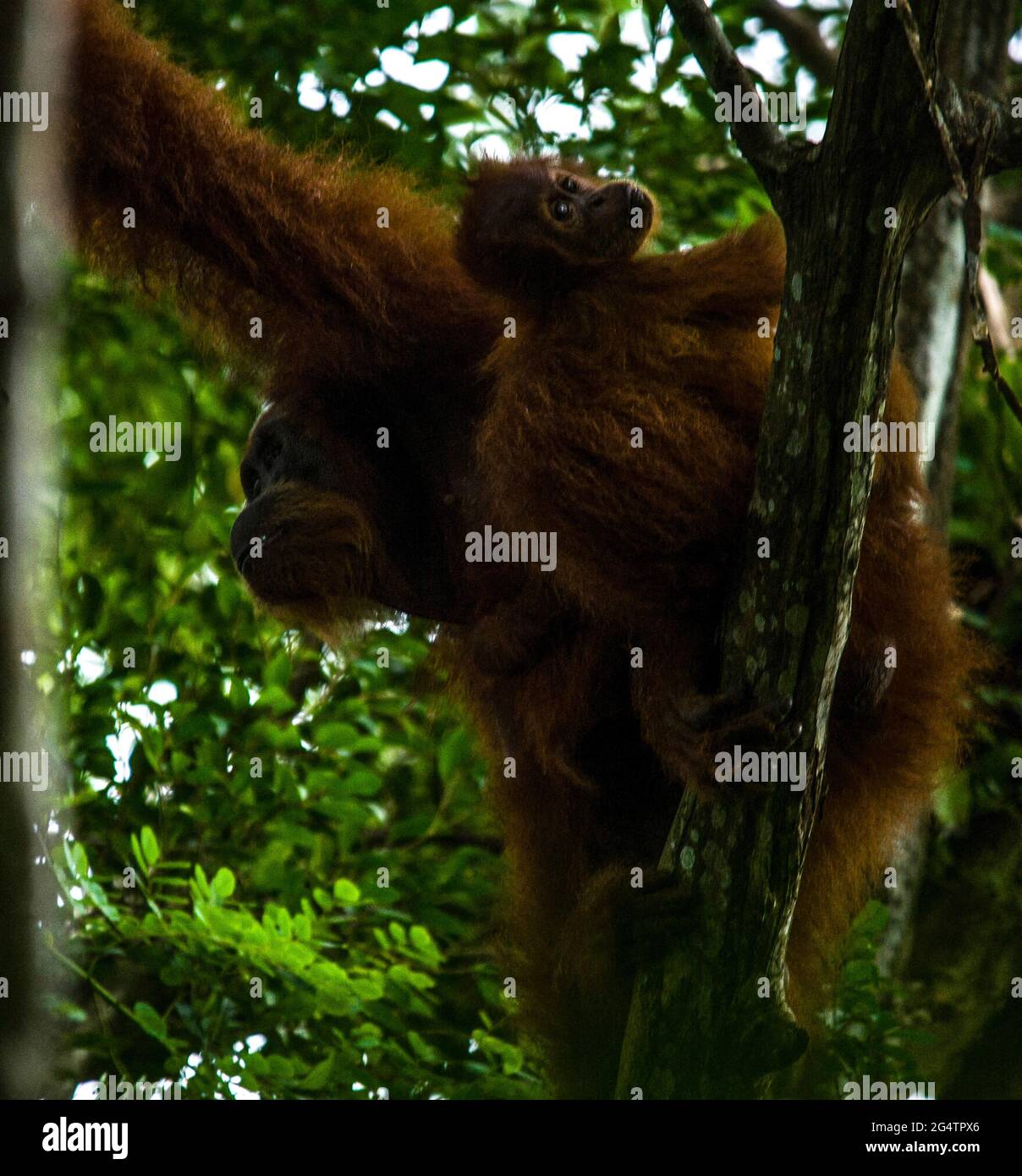 Un orangutan di Sumatran (Pongo abelii) è visto con il bambino nell'area della piantagione dei residenti che confina con il Parco Nazionale di Gunung Leuser a Bahorok, distretto di Langkat, provincia di Sumatra del Nord, Indonesia il 23 giugno 2021. Foto Stock