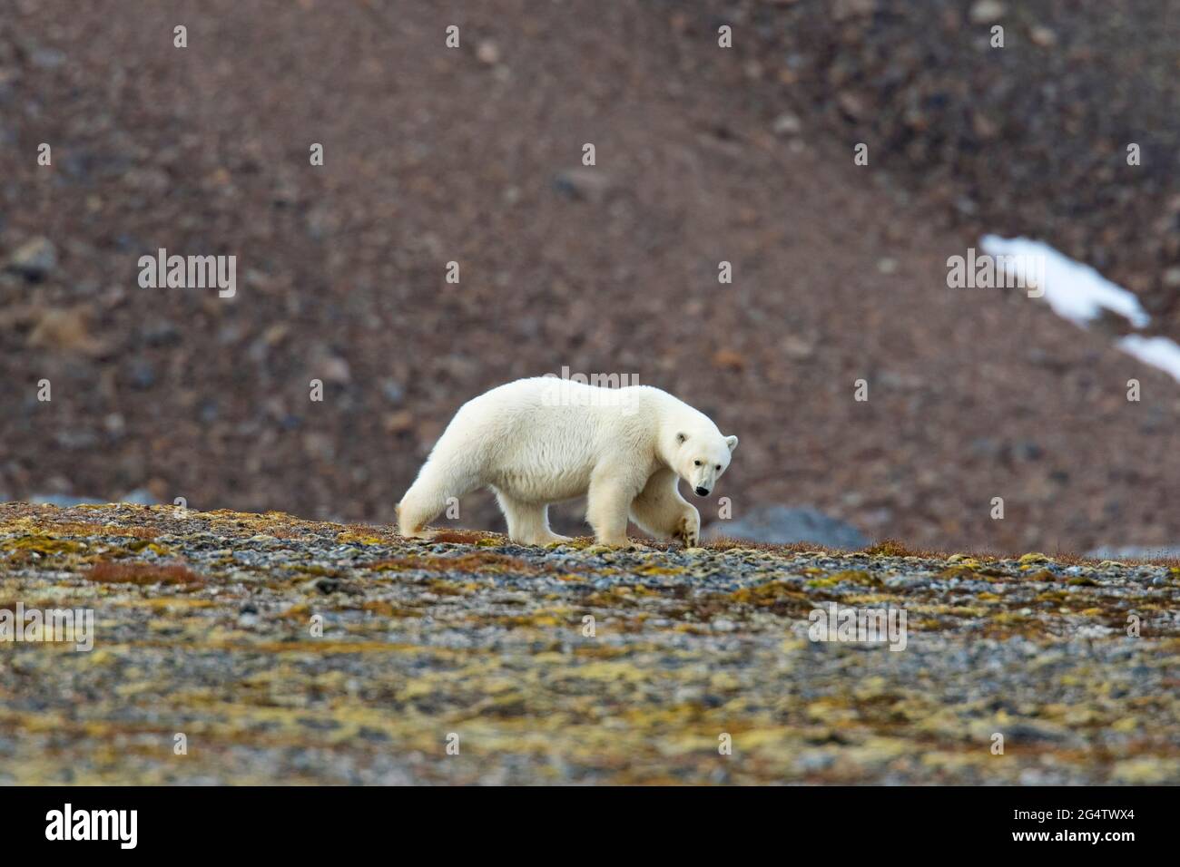 Orso polare Lone (Ursus maritimus) che forava lungo la costa rocciosa a Svalbard / Spitsbergen, Norvegia Foto Stock