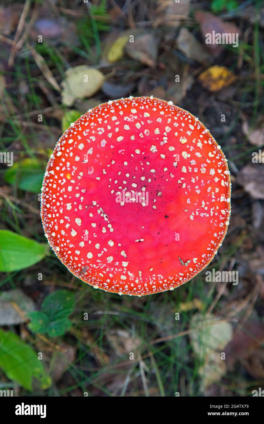 Primo piano del cappuccio rosso del fungo di mosca agarico / mosca amanita (Amanita muscaria) che mostra macchie bianche, verruche a forma di piramide, resti del velo universale Foto Stock