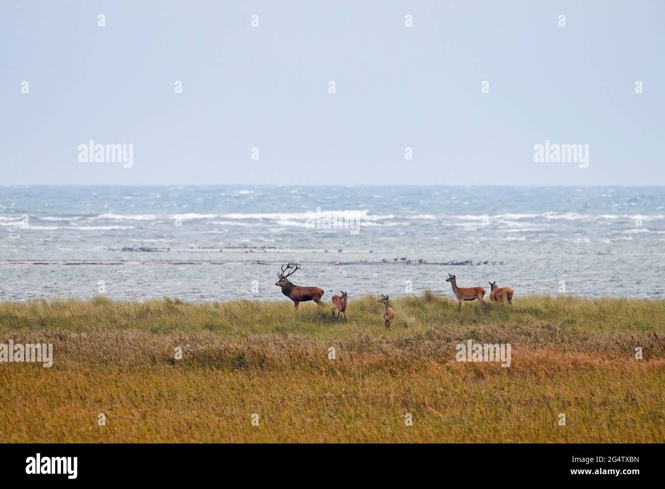 Cervi rossi con le femmine nelle dune lungo il Mar Baltico, zona della Laguna di Pomerania Occidentale NP, Meclemburgo-Pomerania Occidentale, Germania Foto Stock