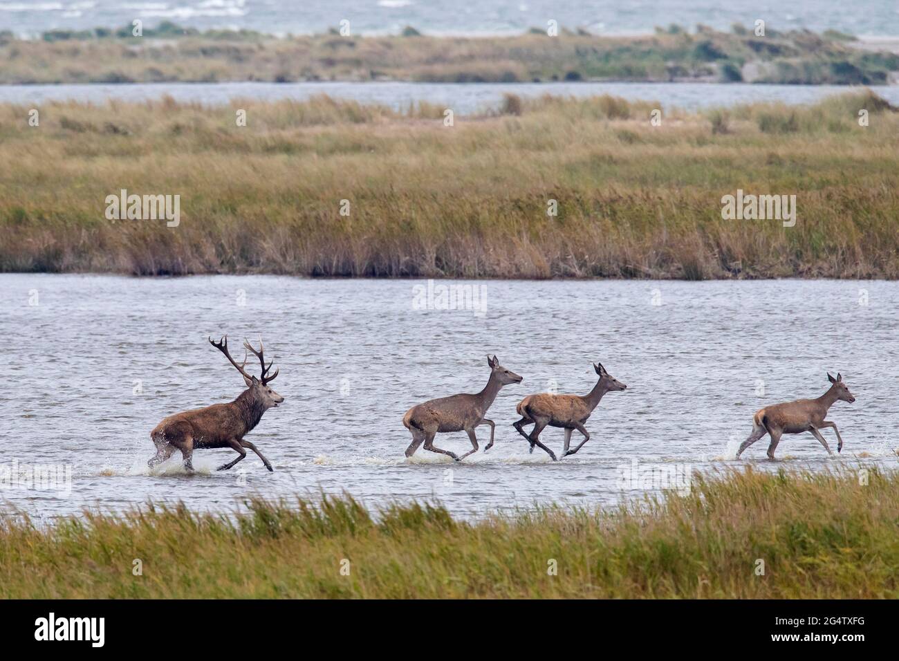Cervi rossi con le femmine nelle dune lungo il Mar Baltico, zona della Laguna di Pomerania Occidentale NP, Meclemburgo-Pomerania Occidentale, Germania Foto Stock