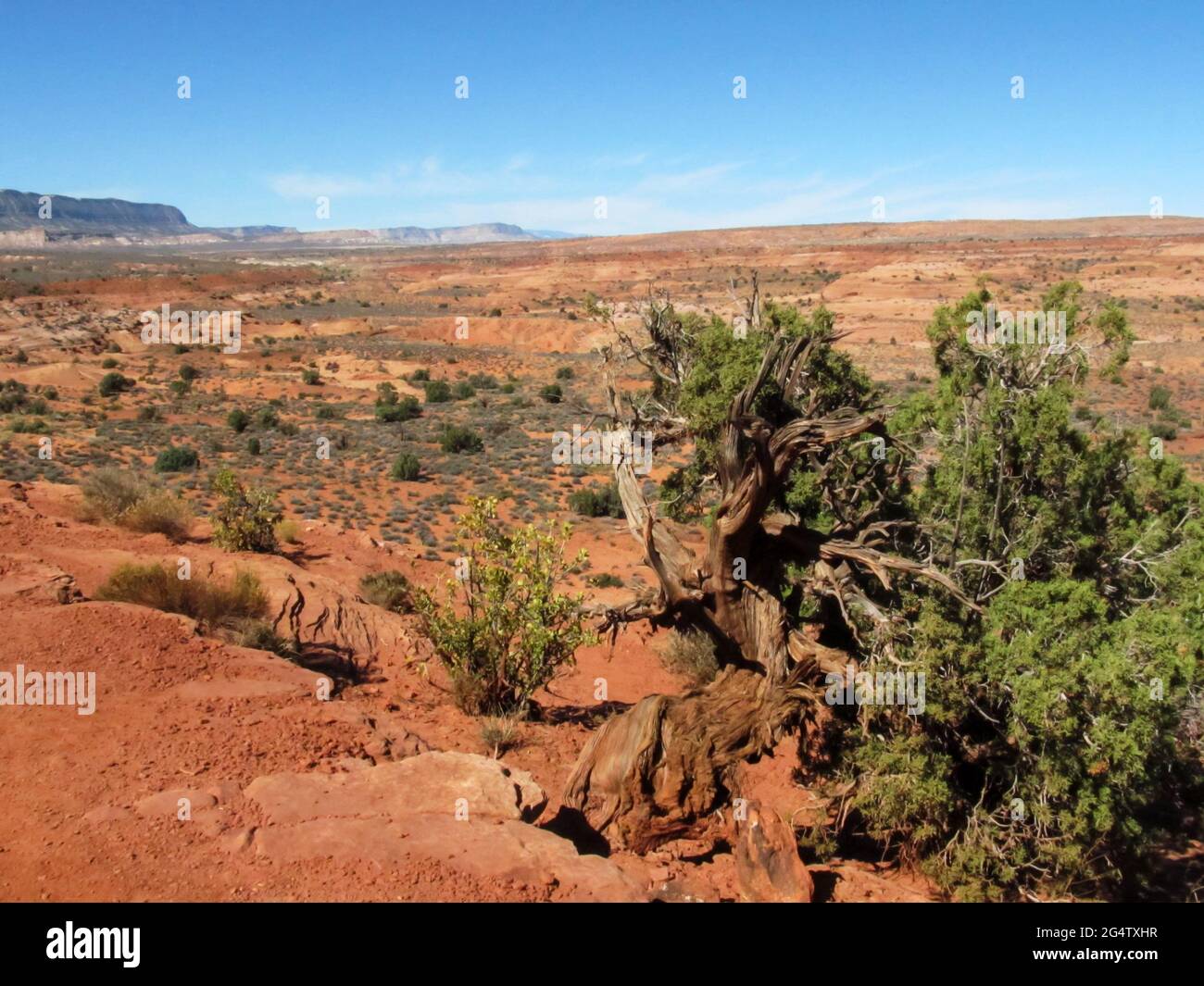 Ammira il variopinto deserto dello Utah sudoccidentale lungo la Hole-in-the-Rock Road, appena fuori Escalante, Utah, USA Foto Stock