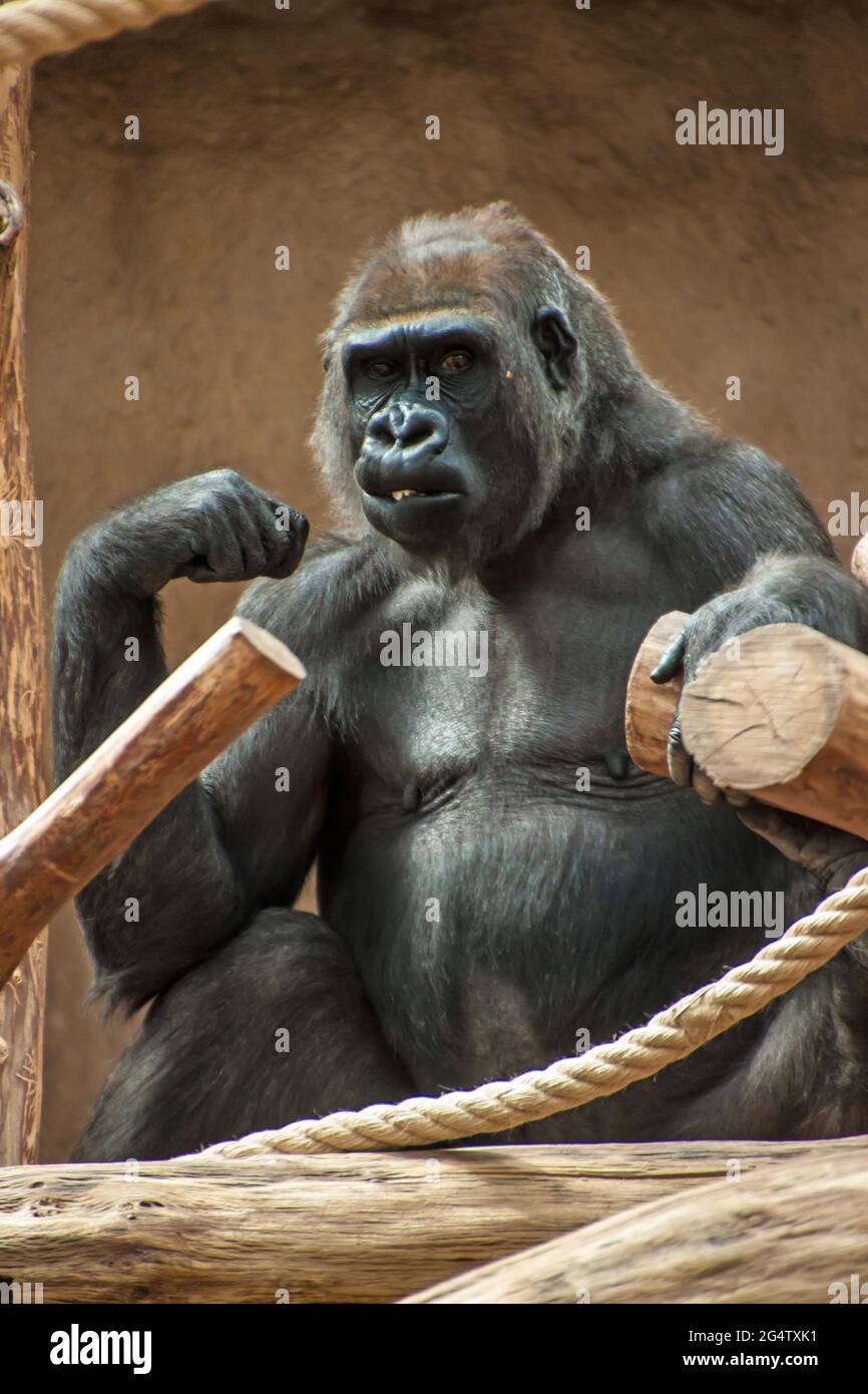 Western Lowland gorilla (Gorilla gorilla gorilla) nello zoo di Praga Foto Stock