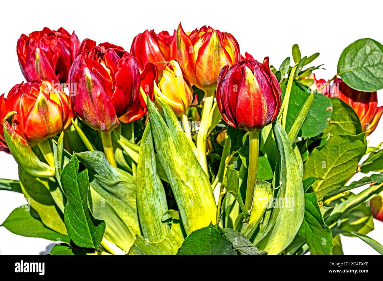 Mazzo colorato di tulipani; Bunter Tulpenstraß Foto Stock