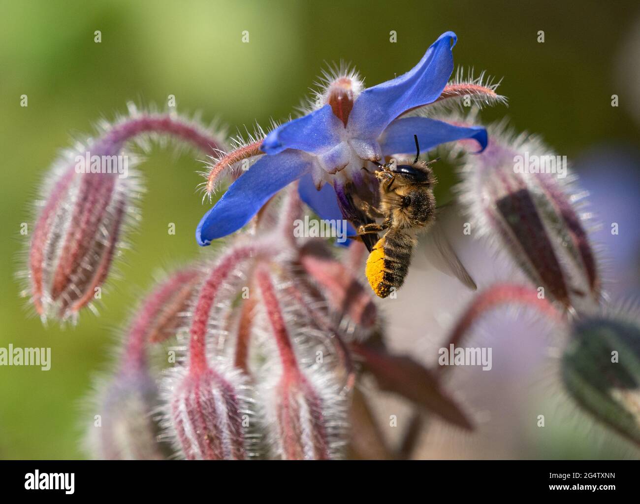 Foraggio di api per nettare e polline su fiori di borragine Foto Stock