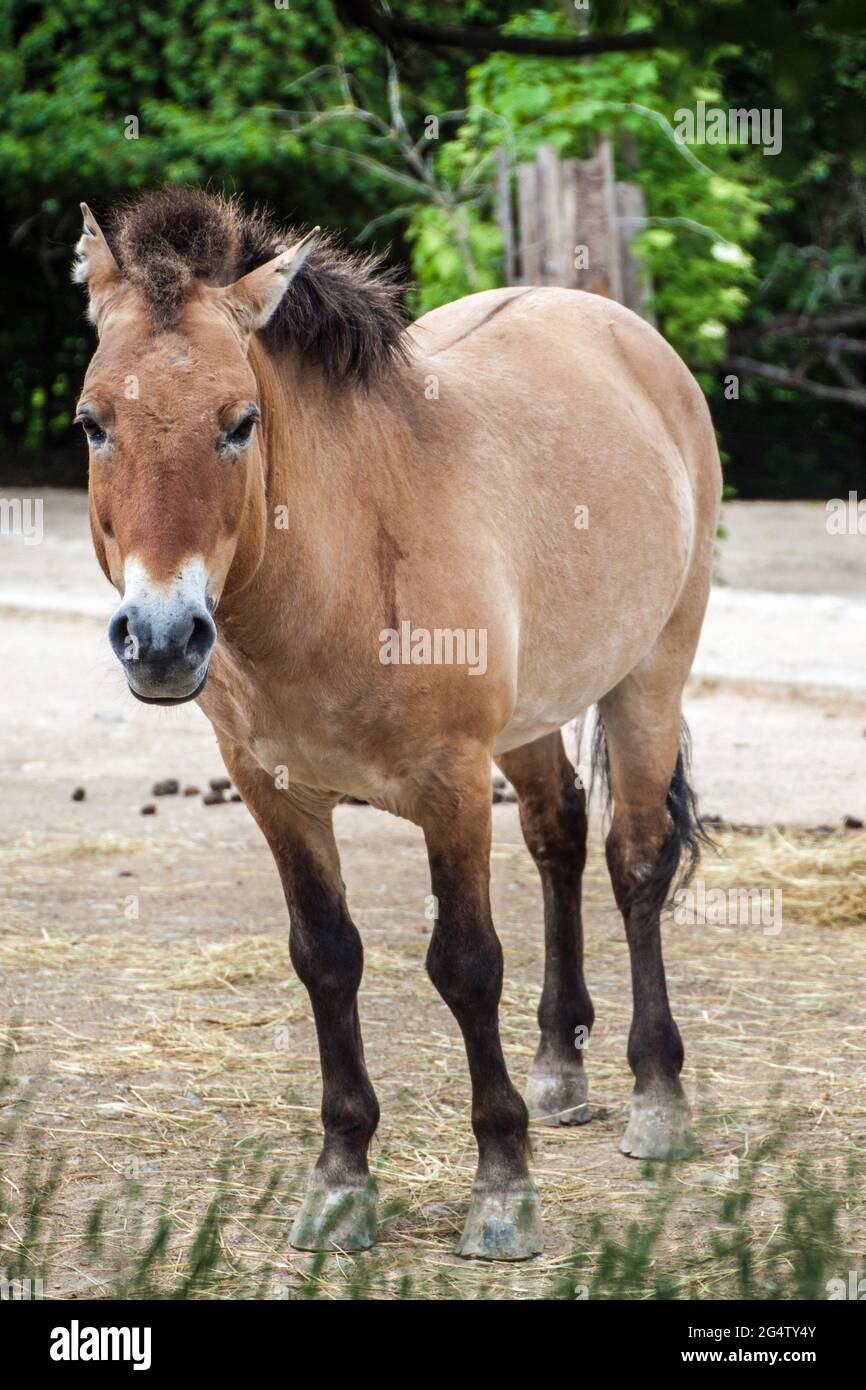 Il cavallo di Przewalski o il cavallo Dzungariano (Equus Przewalski) nello zoo di Praga Foto Stock