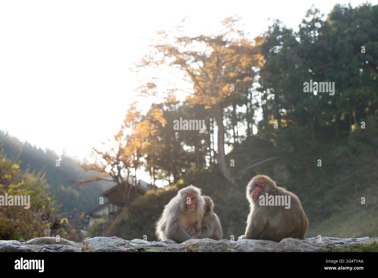 Un gruppo di scimmie che siedono su un muro al tramonto a Yamanouchi, Prefettura di Nagano, Giappone Foto Stock
