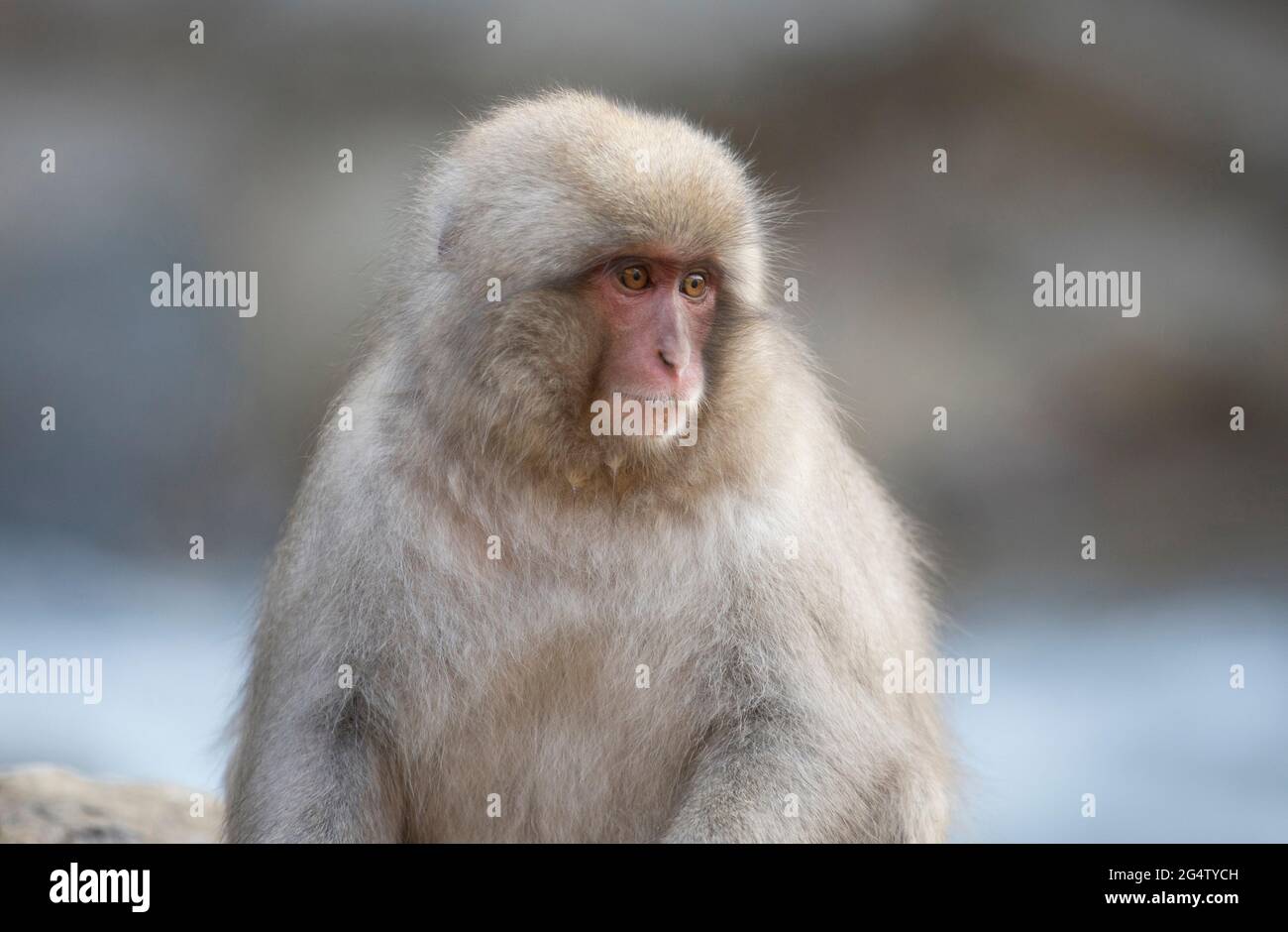 Scimmie da neve al parco delle scimmie Jigokudani di Yamanouchi, Prefettura di Nagano, Giappone Foto Stock