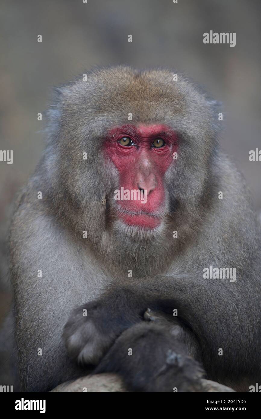 Ritratto di una scimmia della neve al Parco delle scimmie Jigokudani di Yamanouchi, Prefettura di Nagano, Giappone Foto Stock