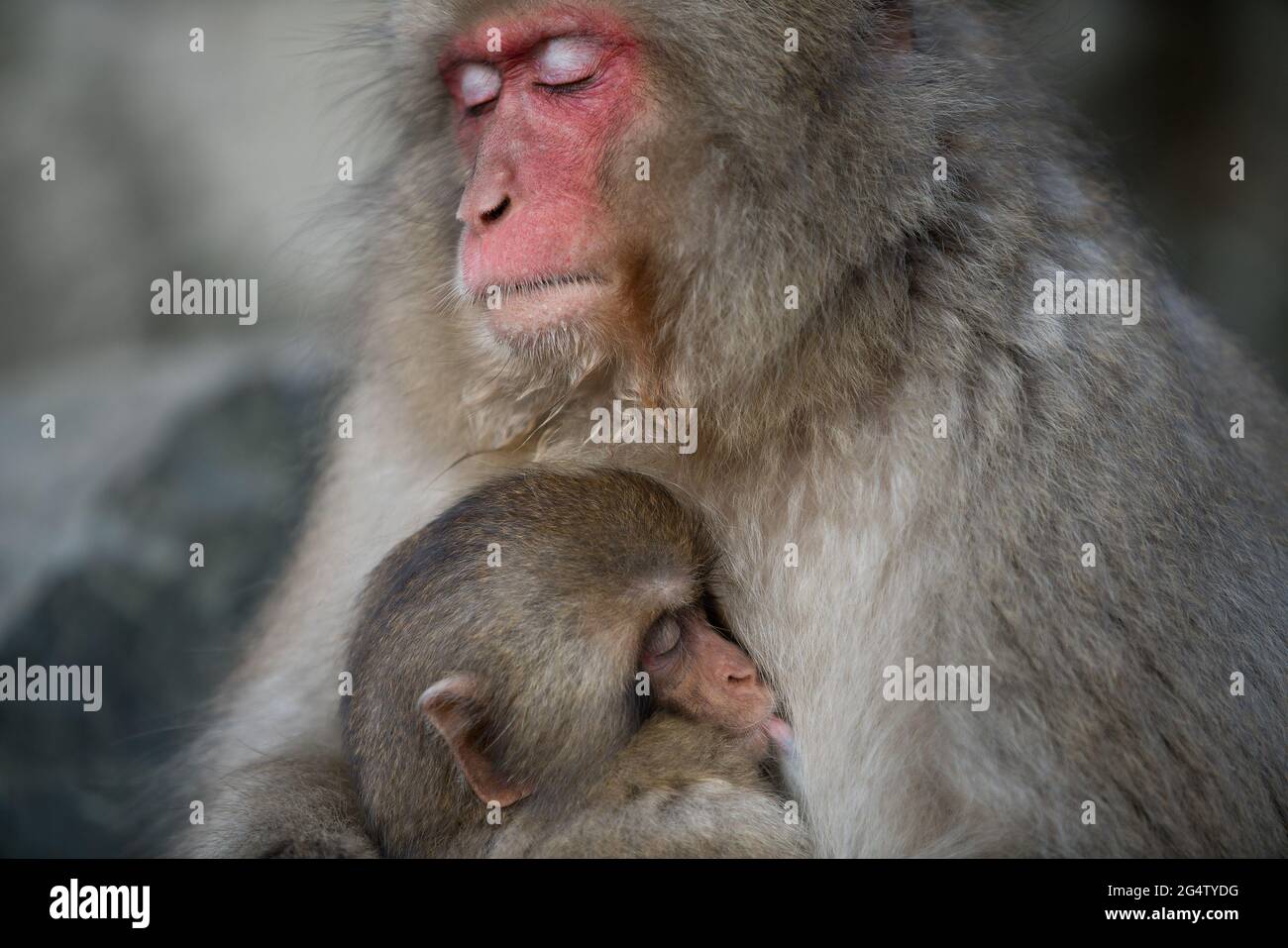 Scimmie da neve al parco delle scimmie Jigokudani di Yamanouchi, Prefettura di Nagano, Giappone Foto Stock