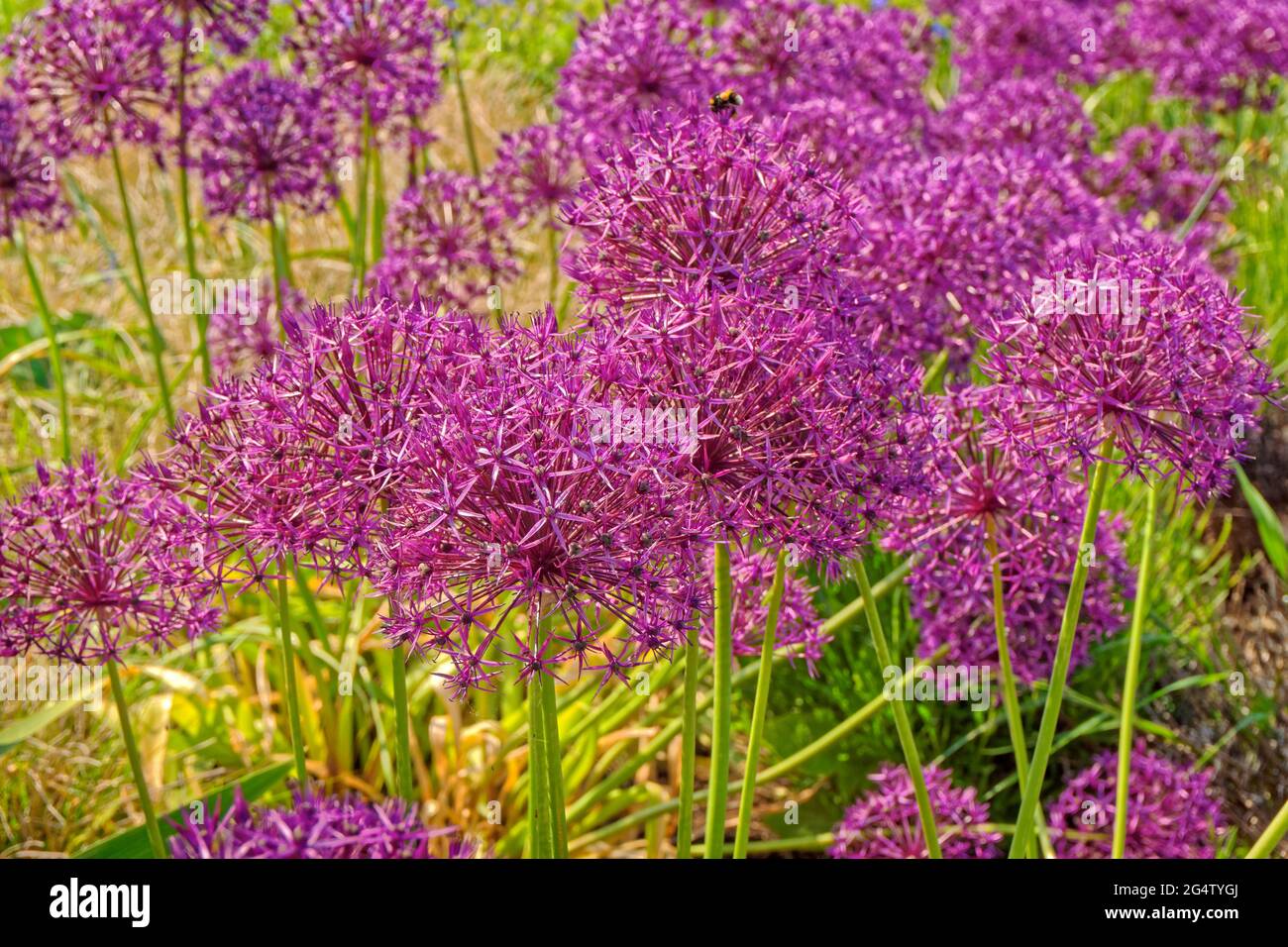 Fiori dell'allium. Foto Stock