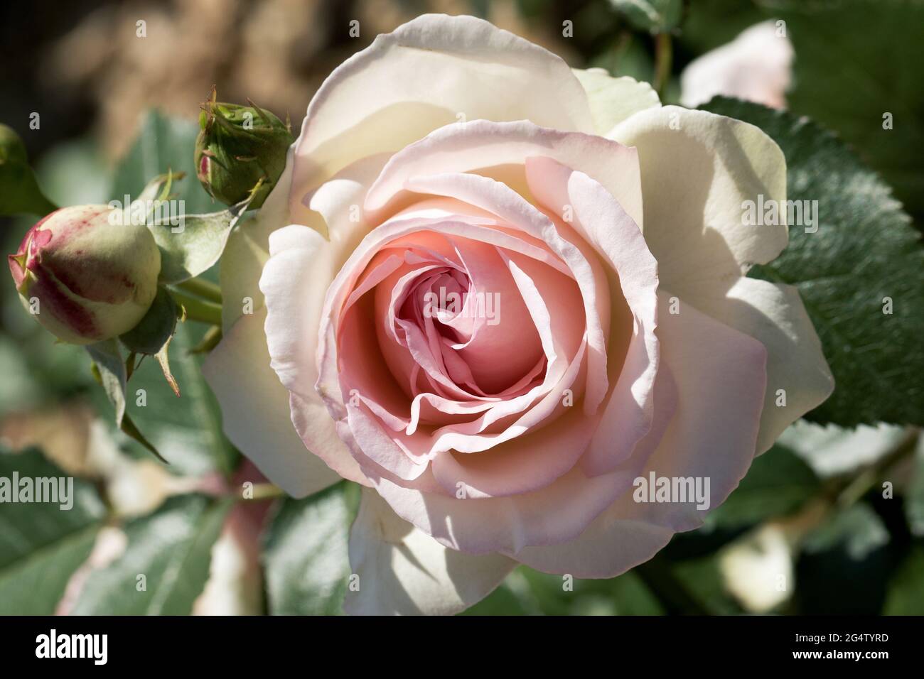 Grandi, fragranti, sontuose, rose coralline-rosa con un germoglio contro un arbusto di rosa a foglia scura in primavera. Fiori rosa sulla rosa cespuglio nel giardino i Foto Stock