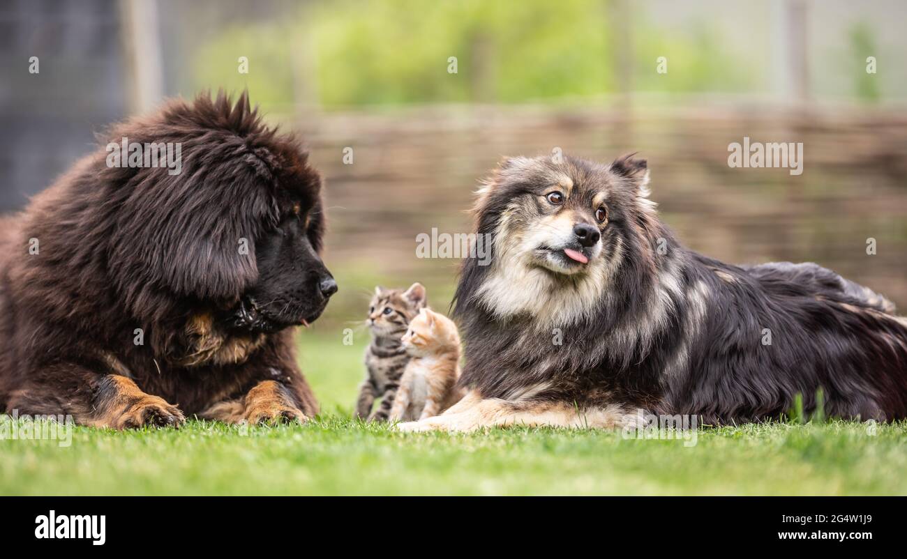 Simbiosi di cani e gattini in giardino. Animali socializzati gatti e cani. Foto Stock