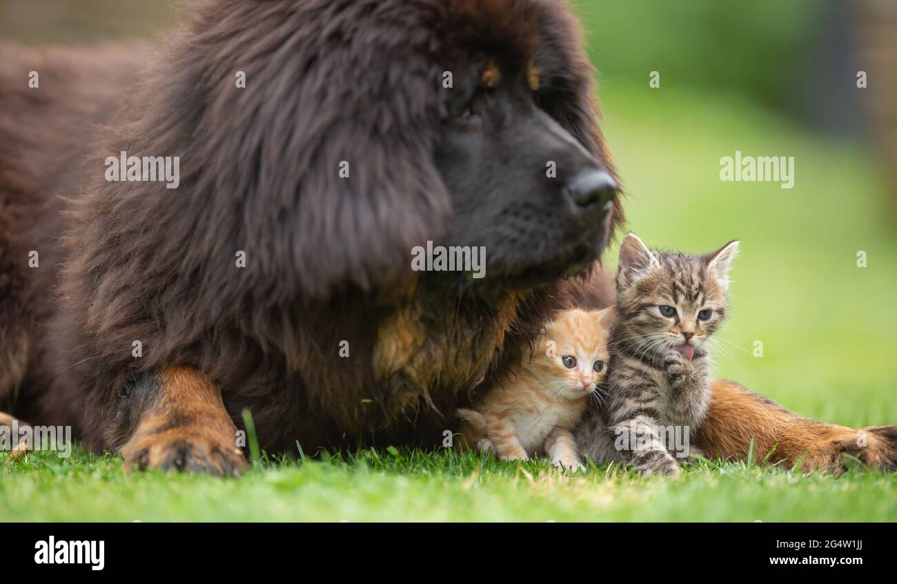 Gigante tibetano mastiff cucciolo giocare amichevole con piccoli gattini tabby nel cortile sull'erba. Foto Stock