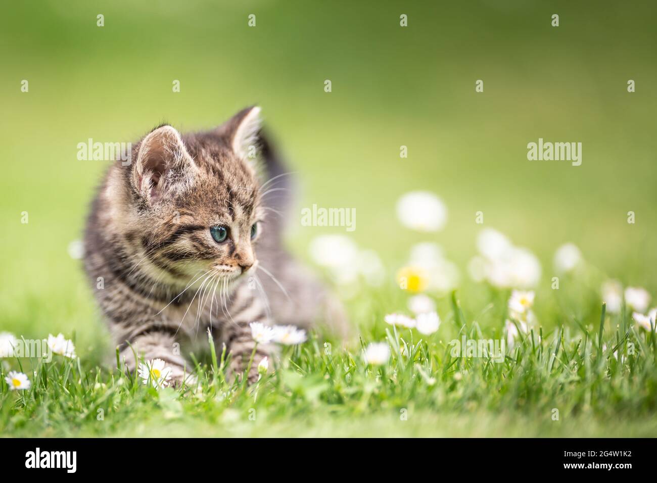 Adorabile e curioso gattino tabby che gioca vigorosamente nel giardino in erba. Foto Stock