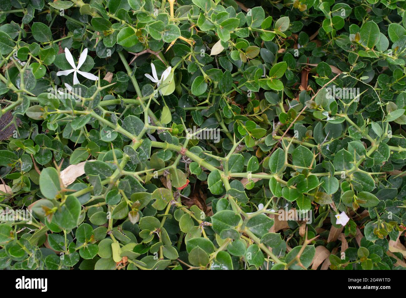 Fioritura bianco tropicale cespuglio selvaggio Foto Stock