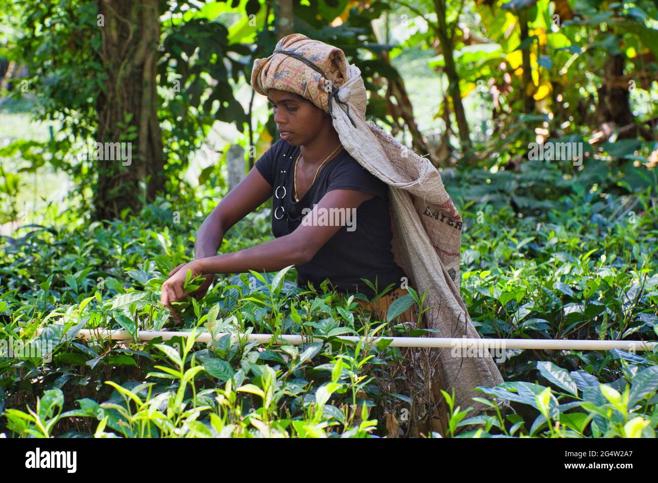 Donna che cazzo foglie di tè in campagna, Sri Lanka Foto Stock