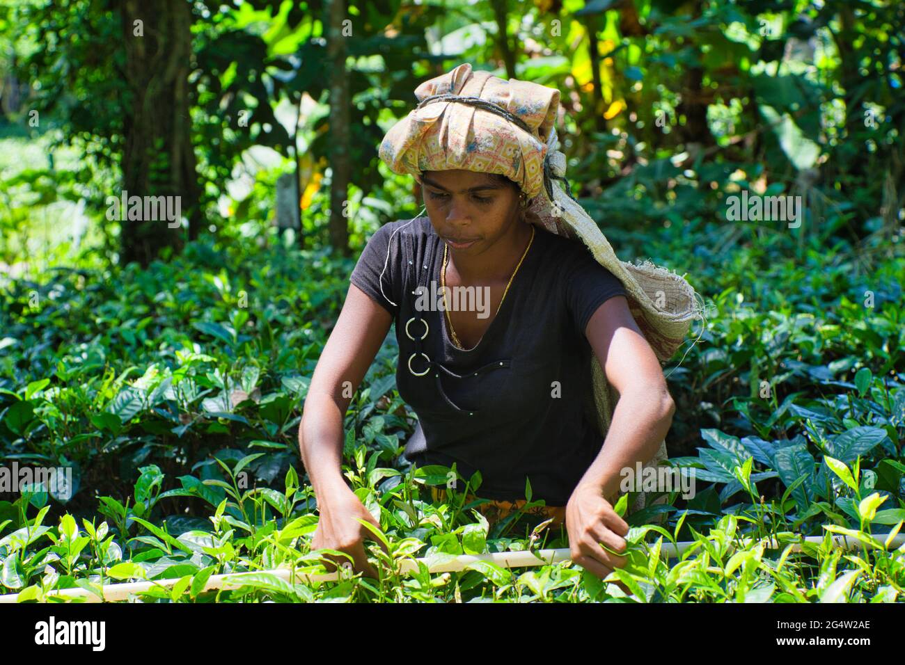 Donna che cazzo foglie di tè in campagna, Sri Lanka Foto Stock