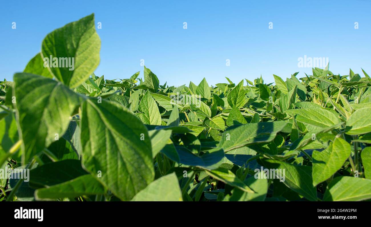 Piantagione di soia in fattoria a Dourados, Mato Grosso do sul, Brasile Foto Stock