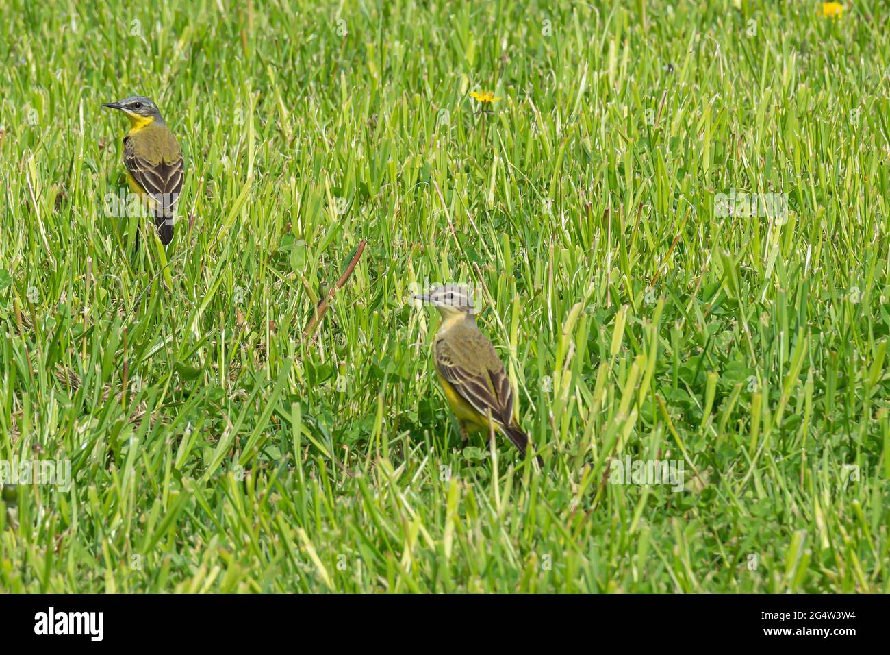 Due uccelli in erba. Primo piano, sfocato, sfondo. Fotografia di scorta. Foto Stock