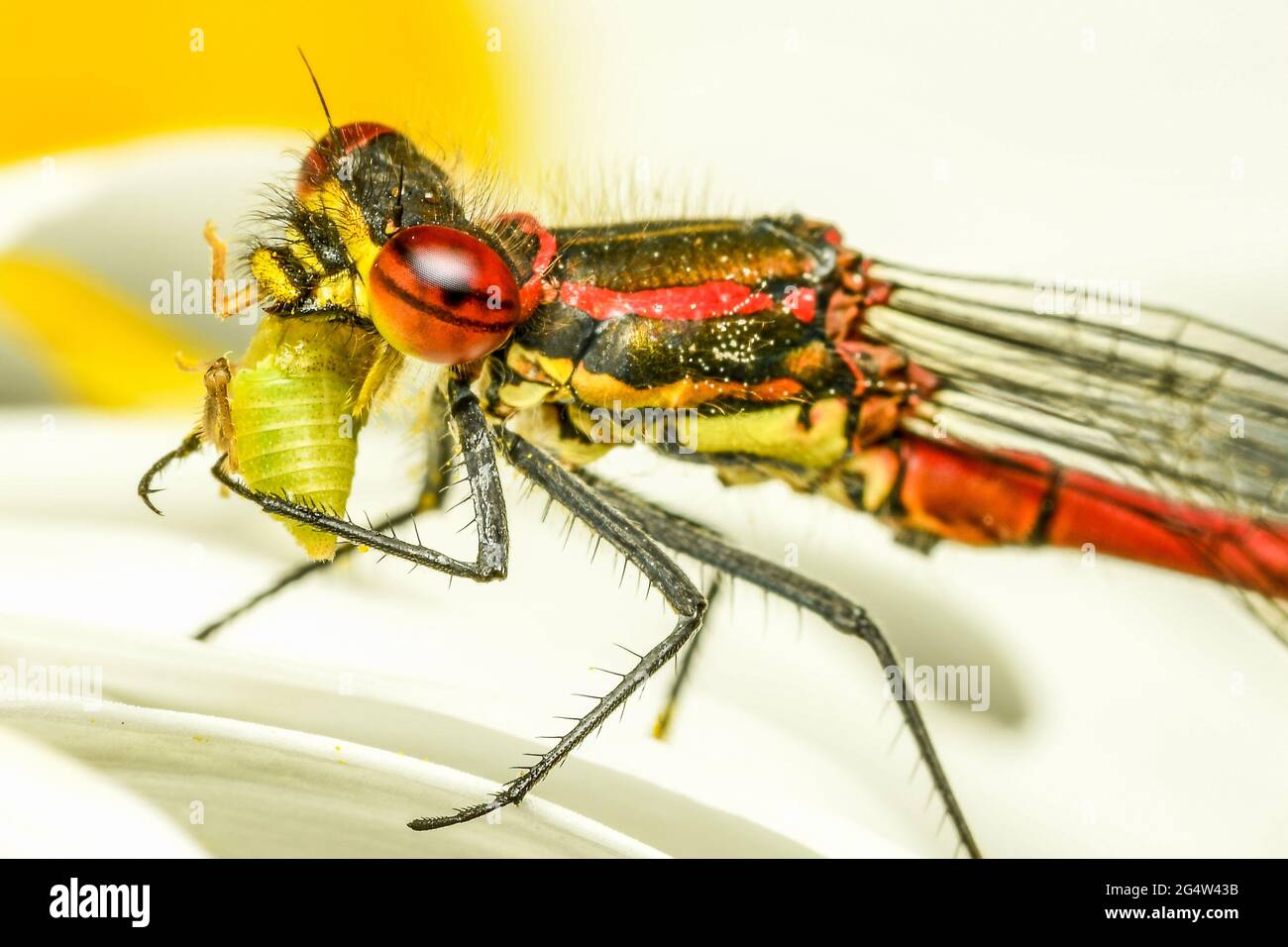 Grandi Damselfly rosso Foto Stock