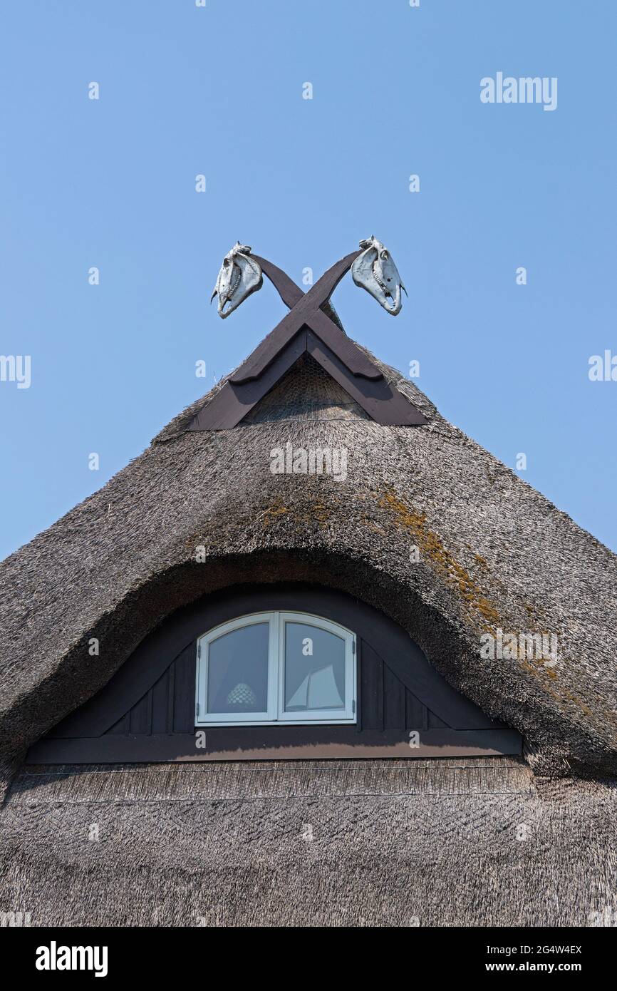 Teschi di cavallo su un tetto di paglia, Wustrow, Fischland, Meclemburgo-Pomerania occidentale, Germania Foto Stock