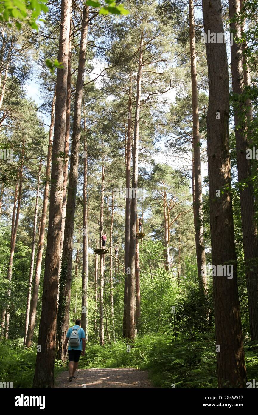 Uomo che cammina attraverso la foresta di ritorno a macchina fotografica, Alice Holt Forest, Alton, Surrey, Regno Unito, Estate 2021 giugno Foto Stock