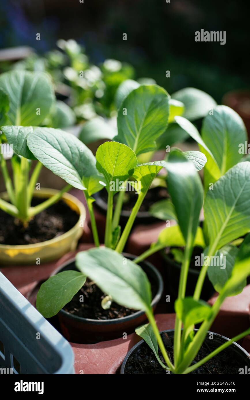 Komatsuna giovani pianta (Brassica rapa subsp. Nippposinica) Foto Stock